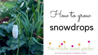 Where to grow snowdrops amp snowdrop planting tips [upl. by Ilbert]