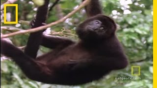 Howler Monkeys  National Geographic [upl. by Mccollum]