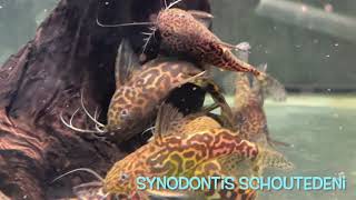 Synodontis schoutedeni [upl. by Donohue492]