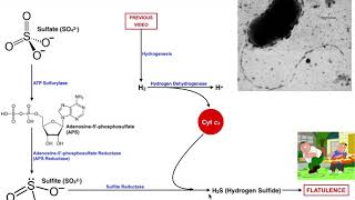 Intestinal Sulfate Reduction to H2S by SulfurReducing Bacteria [upl. by Karen891]