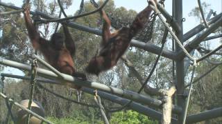 Orangutans amp Siamangs [upl. by Nillek655]