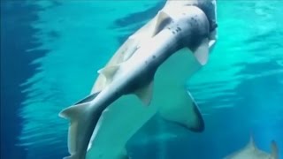 Shark eats another shark at aquarium [upl. by Leamse]