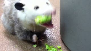 Opossum eating broccoli [upl. by Ayotyal]