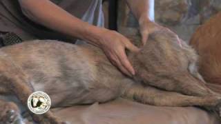 Dog Massage Demonstration [upl. by Irem]