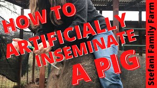 How to Artificially Inseminate AI a Pig  Breeding our Pig [upl. by Narod]