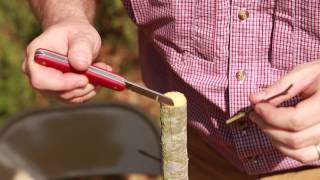 Grafting Trees  How to Graft a Tree [upl. by Geiger]