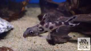 Synodontis Decorus [upl. by Annoet15]