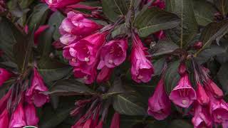 Wine amp Roses Weigela [upl. by Avert]