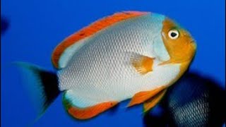 Facts The Masked Angelfish [upl. by Benyamin]