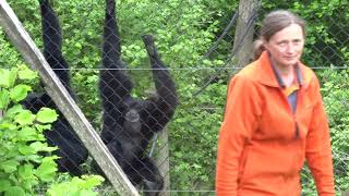 Siamang gibbons singing [upl. by Moberg290]