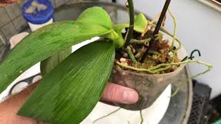 ORCHID CARE HOW TO REBLOOM AN ORCHID WITH A BROKEN SPIKE [upl. by Cohette]