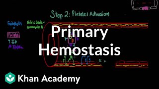 Primary hemostasis  Advanced hematologic system physiology  Health amp Medicine  Khan Academy [upl. by Eiboh871]