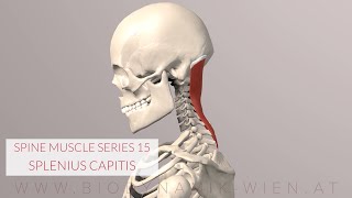 Splenius Capitis Spine Series 15 Neck Muscles 3D Animation [upl. by Bernice]