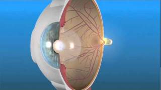 How the Eye Works and the Retina [upl. by Kulda194]