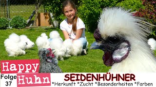 E37 ZwergSeidenhühner im Rasseportrait bei HAPPY HUHN  Stall Haltung Zucht Küken Farbschläge [upl. by Ellett]