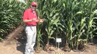 Corn Row and Plant Spacing for Better Yield [upl. by Farrand]