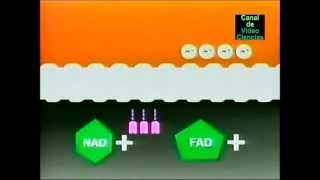 Metabolismo 5 Fosforilación Oxidativa [upl. by Dnomaj]