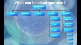 The Electroporation Technique [upl. by Clerc]