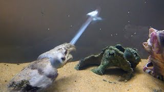 Cuttlefish feeding time live fish [upl. by Paige881]