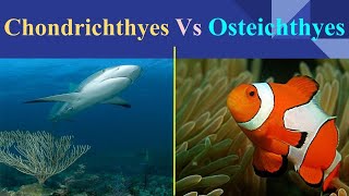 Chondrichthyes Vs Osteichthyes [upl. by Silecara]