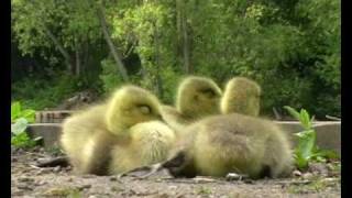 Canada Geese Goslings [upl. by Masry948]