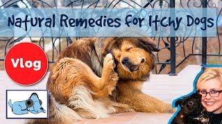 How to Cure Dogs Itchy Skin 8 Natural Remedies for Itchy Dogs Cure Skin Irritation [upl. by Milford]