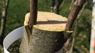 Obstbaum veredelnAnleitung und Erfahrungsbericht beim ersten Mal [upl. by Hnamik]