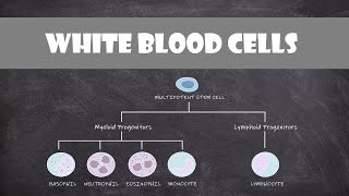 Types of White Blood Cells Leukocytes  Cell Biology [upl. by Ennaylloh]