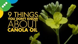 9 Things You Dont Know About Canola [upl. by Bannister]