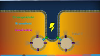 Istologia 40  Muscolare striato scheletrico [upl. by Xet]