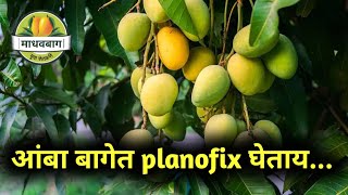 आंबा बागेत planofix संजीवकाचा वापर [upl. by Aiceila]