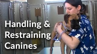 Veterinary Technician and Assistant Training Handling and Restraining Dogs [upl. by Obelia]