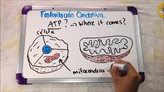 Fosforilación Oxidativa Bioquímica [upl. by Odraccir]