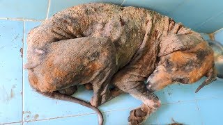 Transformation of dog covered in sores from mange [upl. by Winola]