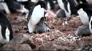 Adélie Penguin Feeding Chicks Antarctica [upl. by Myo]