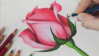 Pencil Colour Drawing  Rose Drawing  Colour Pencil Drawing Tutorial [upl. by Adnuhs]