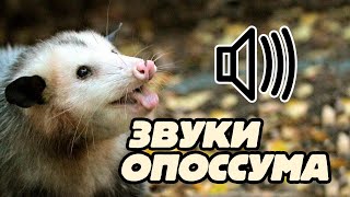 Звук опоссумаopossum sound [upl. by Gabriele]