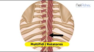 Multifidi and Rotatores  Trigger Point Anatomy [upl. by Nirb392]