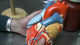 Heart Anatomy Part 1 [upl. by Justinian]