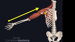 Osteopathy Treatment Techniques Treating the Shoulder [upl. by Waters]