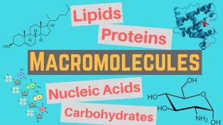 Macromolecules  Classes and Functions [upl. by Naeroled]