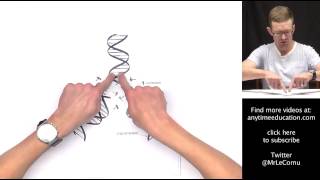 DNA Replication [upl. by Seligman]