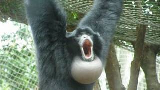 Siamangs at Auckland Zoo 23 Dec 08 [upl. by Zetnod302]