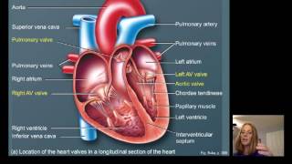 Lecture16 Cardiac Physiology [upl. by Sidman502]