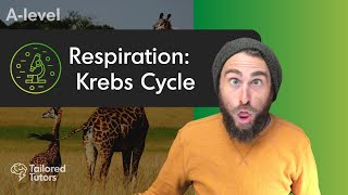 Respiration Krebs Cycle  A Level Biology Revision [upl. by Templia689]