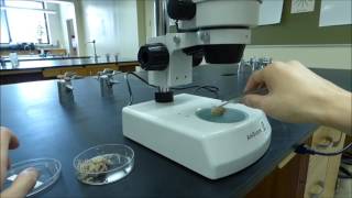 Stereoscopic Binocular Microscope Tutorial  Boston University Biology [upl. by Ahsitniuq]