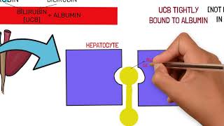 BILIRUBIN METABOLISM AND JAUNDICE TYPES AND CAUSES [upl. by Lleuqram]