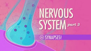 The Nervous System Part 3  Synapses Crash Course Anatomy amp Physiology 10 [upl. by Ailsun686]