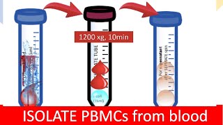 🩸 ISOLATING PBMC  Peripheral Blood Mononuclear Cells [upl. by Neirbo319]