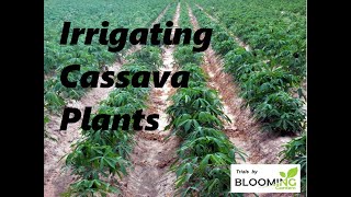 Irrigating Cassava Plants [upl. by Torrie]